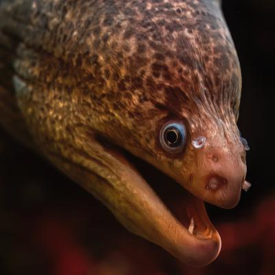 Why Are Eels Long? Why Are Eels Long?