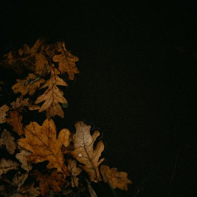 Becoming the Autumn: Guided Meditation Becoming the Autumn: Guided Meditation