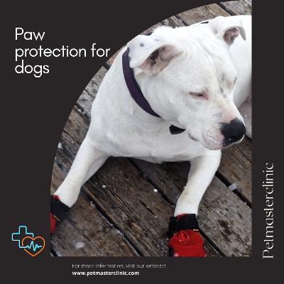 Paw protection for dogs