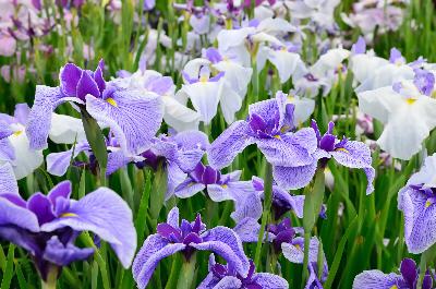 Have some wet spots in your yard but want to plant flowers? Try Iris ensata