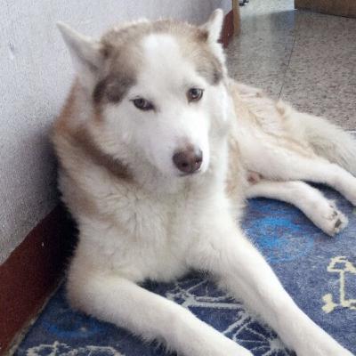 Temas acerca de mi -clase de aplicación de software