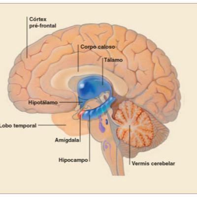Neurofisiologia do Comportamento Humano