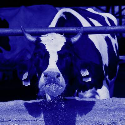 פרק 336: בשר וחלב פרק 336: בשר וחלב