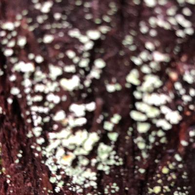 The Institute of Spectra-Sonic Sound 5.16.20