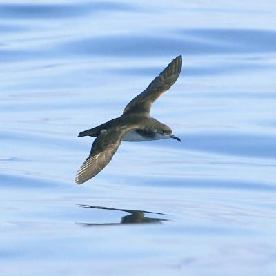 Atlantik-Sturmtaucher Atlantik-Sturmtaucher