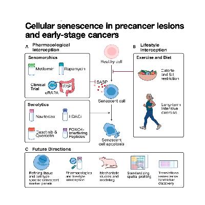 302-Senescence: Double-Edged Sword in Precancer Interception 302-Senescence: Double-Edged Sword in Precancer Interception
