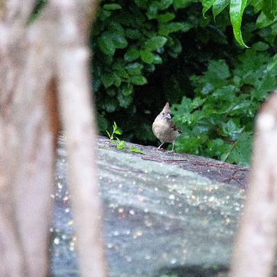 La alabanza infunde valentía