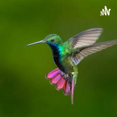 La leyenda maya del colibri