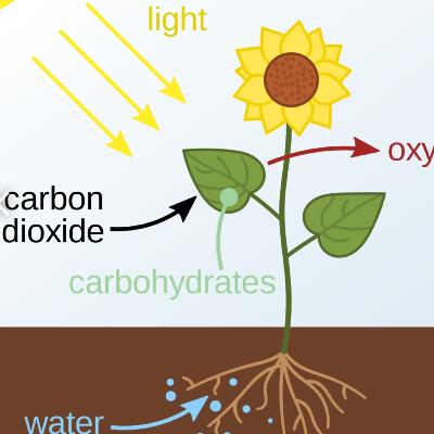 Photosynthesis