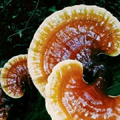 Lingzhi (Reishi) & Its Medicinal Purposes Lingzhi (Reishi) & Its Medicinal Purposes