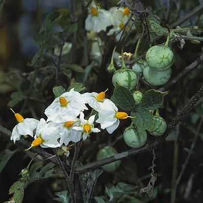 Kartoffel: Exot mit vielen giftigen Verwandten Kartoffel: Exot mit vielen giftigen Verwandten