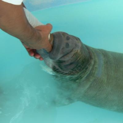 181 Fortaleza, Brazil - Search for the Ochraceous Piculet 181 Fortaleza, Brazil - Search for the Ochraceous Piculet