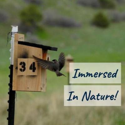 Tree swallows in nesting season (golondrinas bicolores anidando) - 10 hours of tree swallow calls from May in Montana