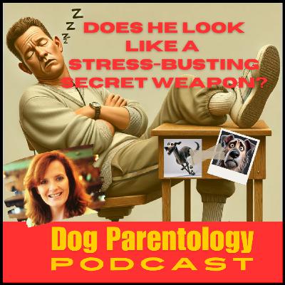 The Untold Story of Dog Stress:The 6 Ways You Can Make a Difference and Stop It.