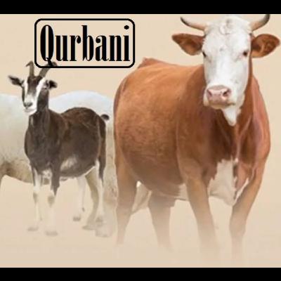 what is the Qurbani Program Justajoo