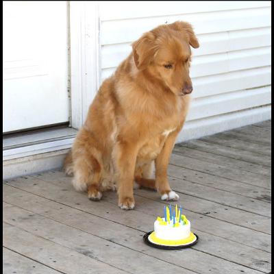 Does Your Dog Play with His Food?