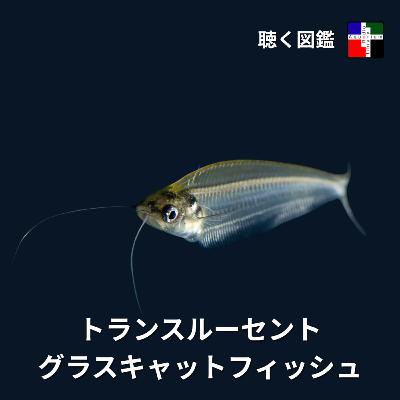 美しき透明の裏側:トランスルーセントグラスキャット、誤解と真実、そして進化の妙 美しき透明の裏側:トランスルーセントグラスキャット、誤解と真実、そして進化の妙