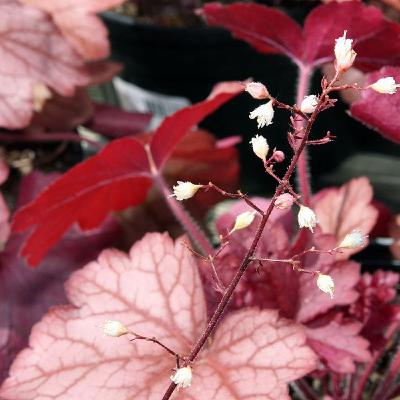 A New Generation of Coral Bells A New Generation of Coral Bells