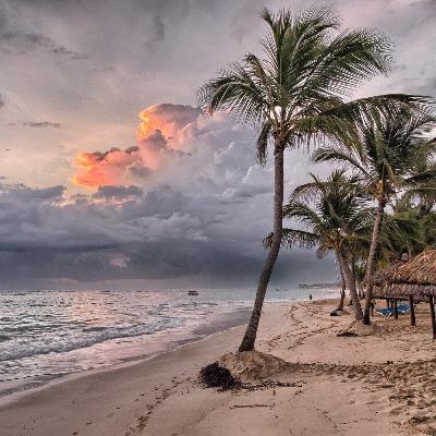 Os 3 Ensinamentos da Palmeira