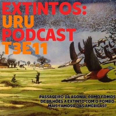 #038 - Série Extintos: Pombo-passageiro da agonia, de bilhões a extinto em poucas décadas!
