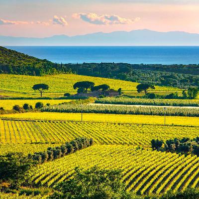 Bolgheri fører an for italiensk fremmarch i vinens verden