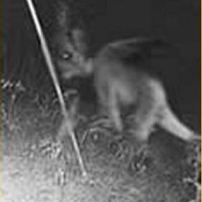 The Jersey Devil The Jersey Devil