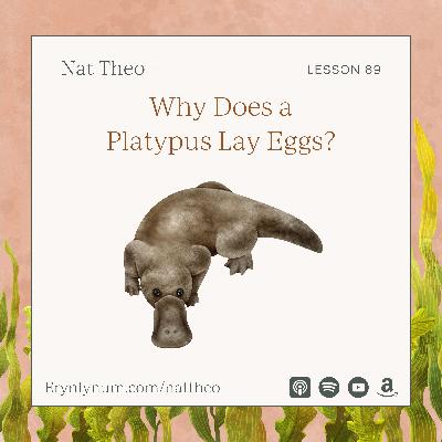 Why Does a Platypus Lay Eggs? Lesson 89