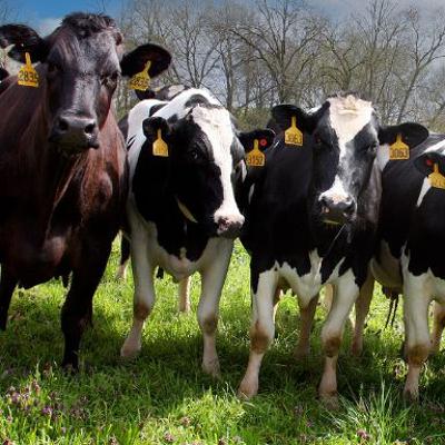 Three-Year Extension To Nitrates Derogation Secured Three-Year Extension To Nitrates Derogation Secured