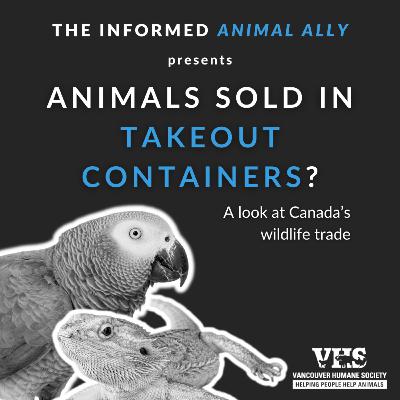 Animals sold in takeout containers? A look at Canada's wildlife trade