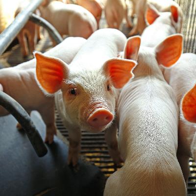 PRRS Prevention Starts With Biosecurity PRRS Prevention Starts With Biosecurity