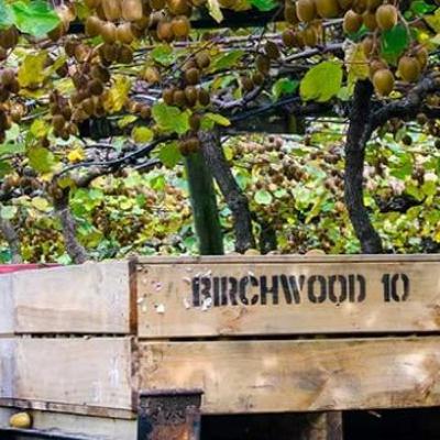 Snapshot - Grower services in action: a chat with Bridgette at Birchwood