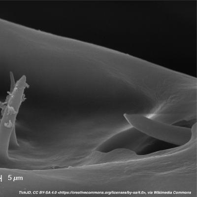 Dracula – Solutions contre les tiques