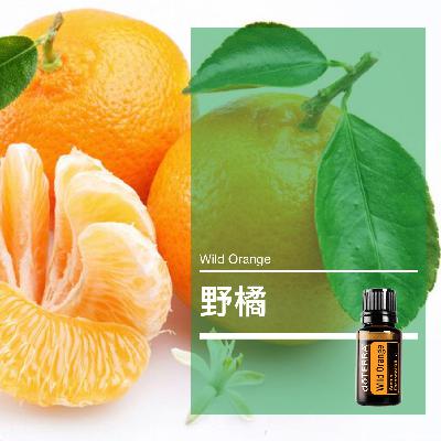 第五十一课：野橘