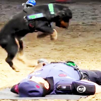 Ep. 34 – Heartwarming CPR Animal Rescues & Funny Fails (Wild Chats Podcast) Ep. 34 – Heartwarming CPR Animal Rescues & Funny Fails (Wild Chats Podcast)