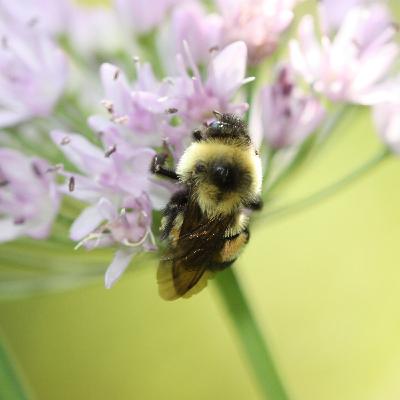 Ep. 571 - Pesticides In Your Garden Ep. 571 - Pesticides In Your Garden