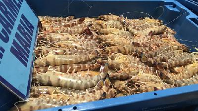 Declaraciones de José Carlos Macías, portavoz de la Cofradía de Pescadores de Sanlúcar