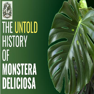 Monstera Deliciosa: From Jungle Survivor to Icon 🌿