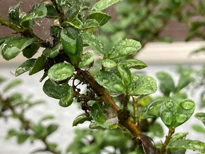 Semanal #37: Survivor Series: WarGames