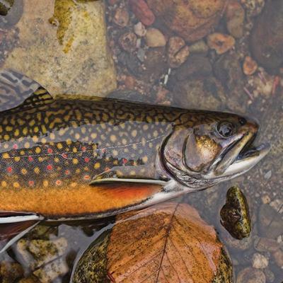 DEM Fisheries Biologist Corey Pelletier "Talks Trout"