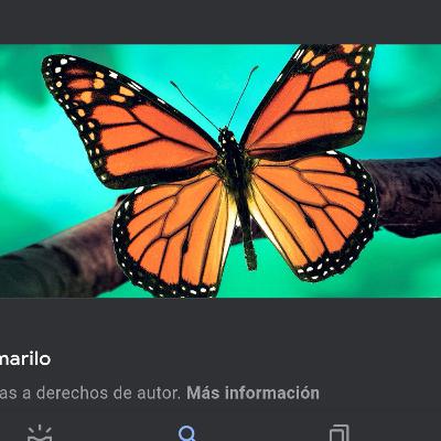 Las características de las mariposas