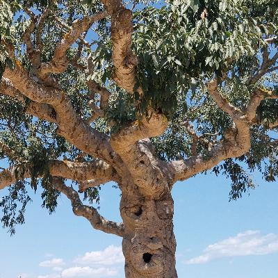 Escribano Palustre - Plásticos - 25/08/25