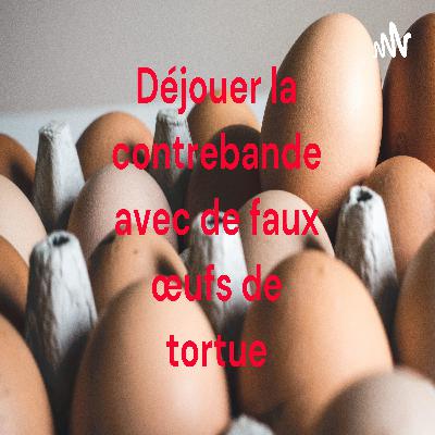 Déjouer la contrebande avec de faux œufs de tortue Déjouer la contrebande avec de faux œufs de tortue