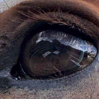 264 - Sett fra hestens side