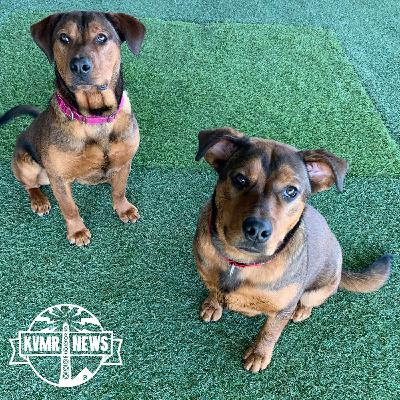"Tails With Nevada County" Showcases Adoptable Dogs At The Rood Center / Yuba River Still Cloudy Below Powerhouse Rupture Site / Nevada City Chamber Shares What's In Store For 2026