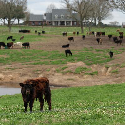 Farm bankruptcies jumped 46% in 2025