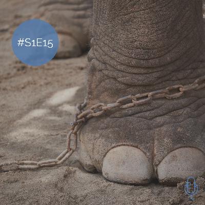 S1E15: Der Elefant