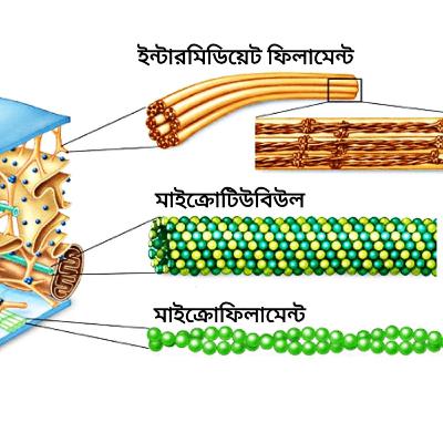 ইন্টারমিডিয়েট ফিলামেন্ট #storiesinbiology