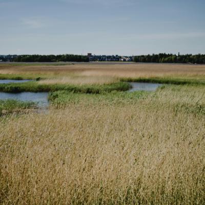Wetlands