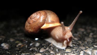 Happy the Snail Happy the Snail