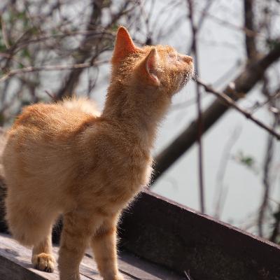 片山廣子「仔猫ノハナシ」